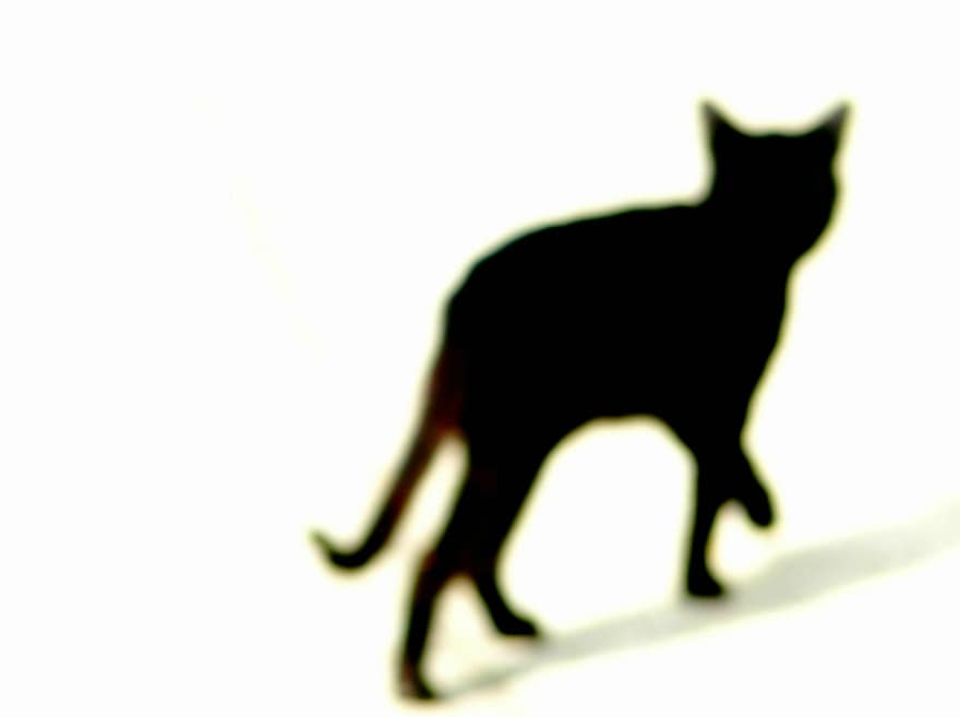 con mèo, thú vật, mèo đen, hình bóng, đen, thế giới động vật, động vật, đèn nền, người Tây Ban Nha, chơi bóng, vẫn