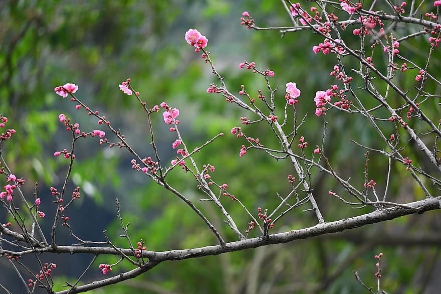 Flower, Plum Blossom, Tree, Nature, Spring, Bloom, branch, close-up, plant, leaf, springtime