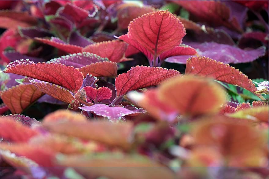 coleus, färgade löv, flora, blad, höst, multi färgad, närbild, växt, gul, bakgrunder, säsong