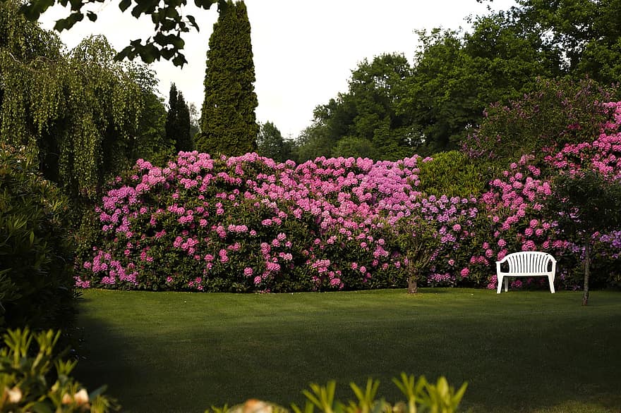 jardin, banque de la maison, rhododendrons, violet, fleur, Floraison, début de l'été, tache de couleur, couvert, été, herbe