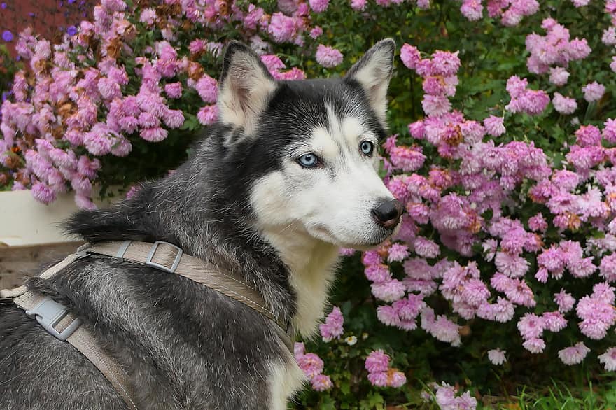 сибирско хъски, куче, домашен любимец, градина, цветя, кучешки, животно, козина, муцуна, бозайник, портрет на куче