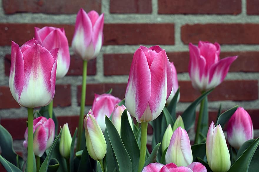 blomster, tulipaner, vår, blomst, botanikk, blomstre, petals, vekst, tulipan, anlegg, blomsterhodet