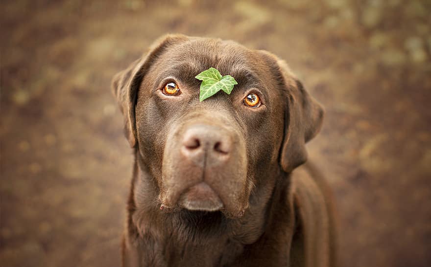kutya, tépőfog, levél növényen, arc, Labrador, házi kedvenc, belföldi, labrador retriever