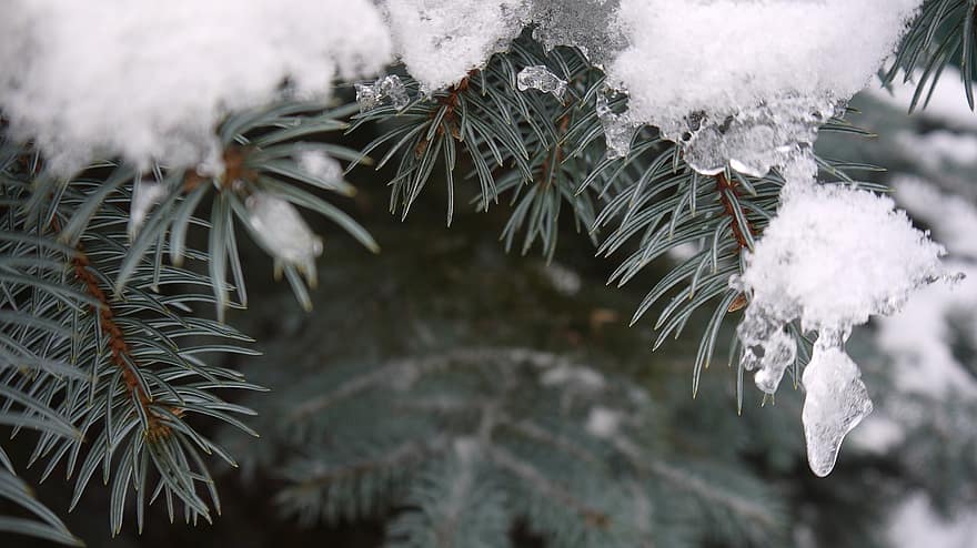 Spruce, Tree, Nature, Pine Cone, branch, winter, coniferous tree, close-up, forest, season, backgrounds