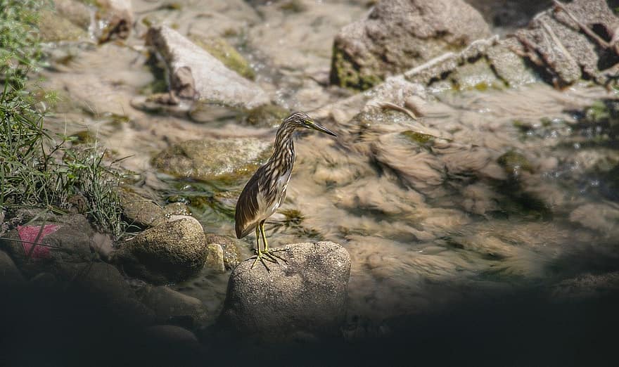 Heron Ao Trung Quốc, chim, con sông