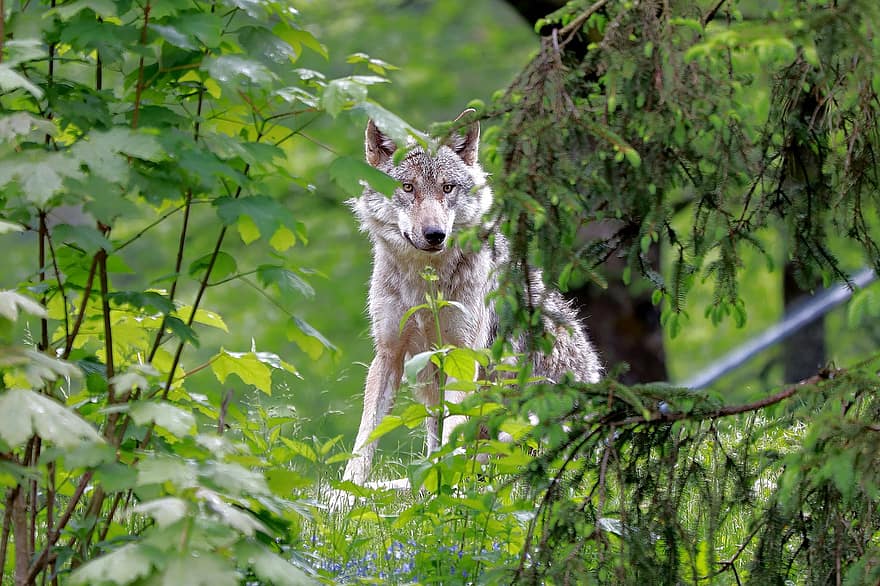 Loup, animal, forêt, Loup gris, canis lupus, le monde animal, prédateur, carnivore, mammifère, région sauvage, la nature
