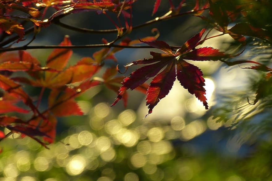 клен, листя, падіння, осінь, відділення, кленові листи, дерево, Рослина, природи, світло, боке