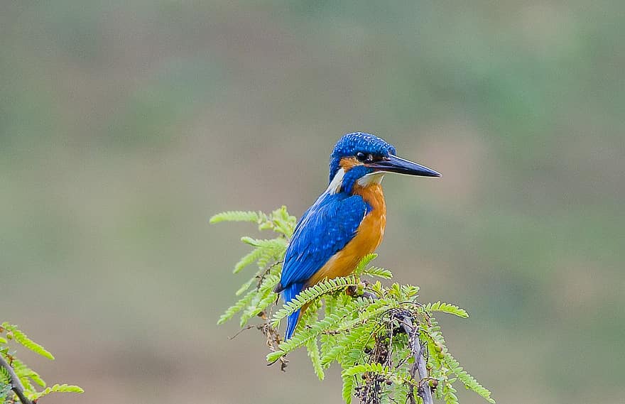 Kingfisher, Bird, Animal, Nature, Wildlife, Avian, beak, feather, close-up, animals in the wild, blue