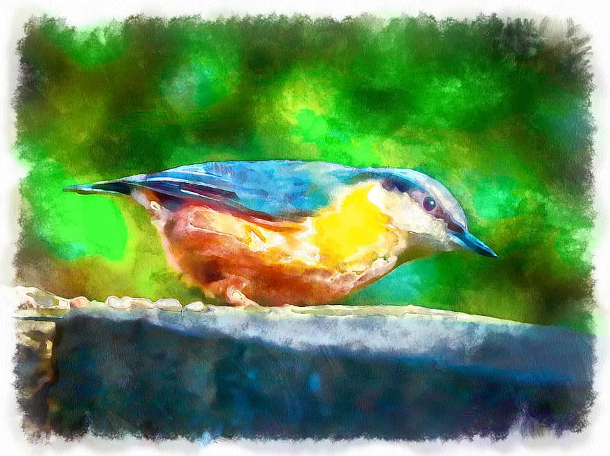 Nuthatch, Bird, Beak, Feathers, Wings, Plumage, Perched, Wildlife, Nature, Outdoors