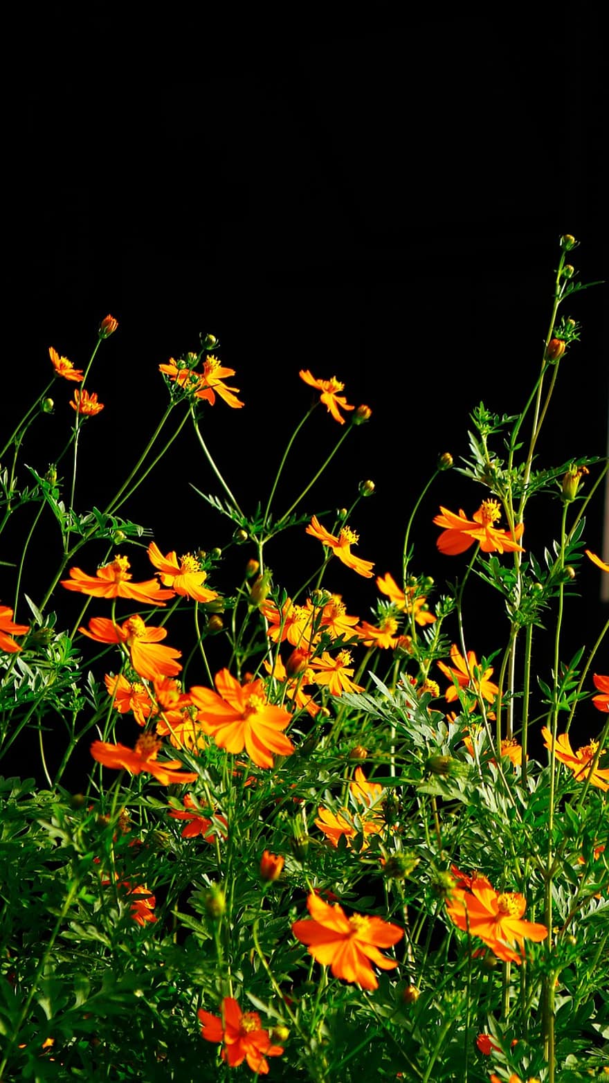 fiori d'arancio, cosmo, fiori, giardino, natura, pianta, fiore, giallo, estate, colore verde, avvicinamento