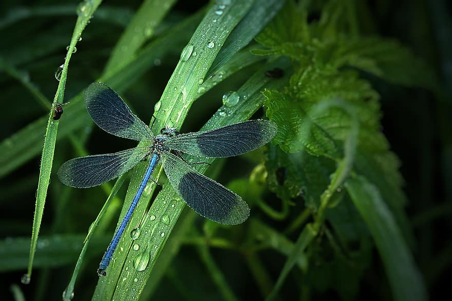 libélula, libélula de esplendor de asas azuis, morgentau, gota de orvalho, inseto, asa, fechar-se, azul, inseto de vôo, verão, lindo