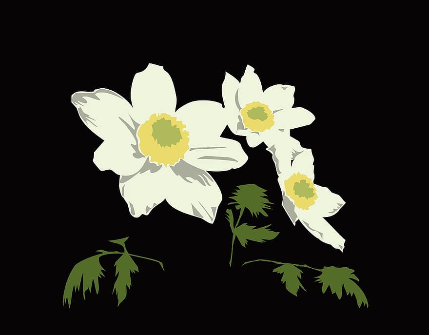 barvitý, vektorové kreslení, černé pozadí, bílé květy, květy lesa, bílý, květ, jaro, Příroda, květiny, zahrada