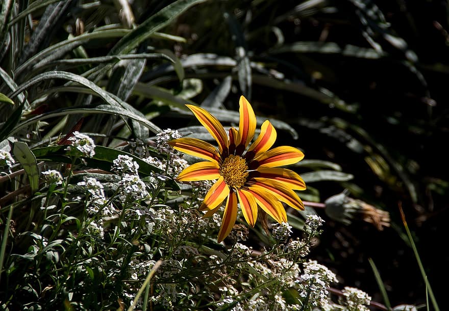 gazania, blomma, gul, orange, kronblad, ljus, asteraceae, pixabay