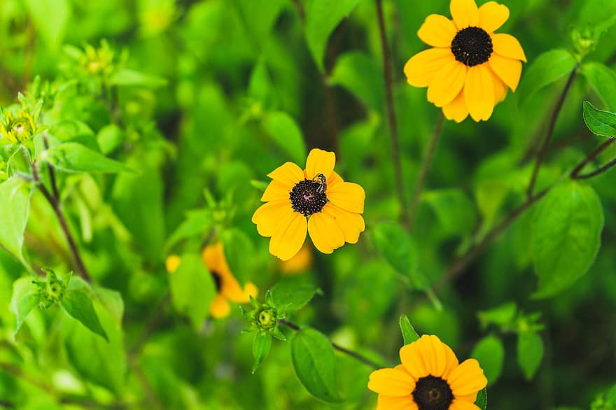 žlutý květ, Žlutý klobouk proti slunci, Květina klobouku, květ, žlutá, Příroda, zahrada, flóra, práce na zahradě, pupen, vosa