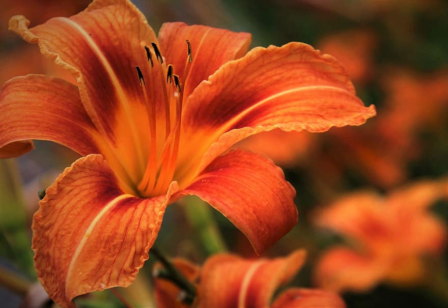Лили, оранжевый, Лилейник, расцвела, лепесток, лилии, лепестки, feuerlilie, декоративные растения, соцветие, Lilium