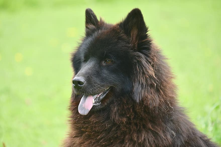 σκύλος, σκύλος ευρύτερη, Σκύλα Ploublue Eurasier, νεαρή σκύλα, Σκατά, Χρωμα μαυρο, μαύρη γούνα, ευρύτερη, σκυλάκι, κυνικός, ζώο