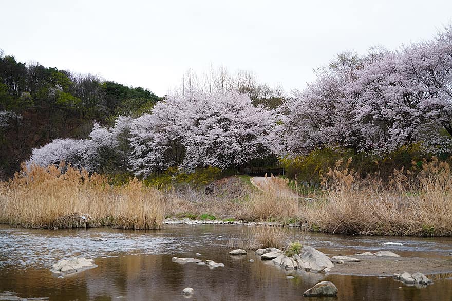 άνοιξη, λουλούδια, άνθος κερασιάς, ανθίζω, άνθος, φύση, Δημοκρατία της Κορέας, τοπίο, Yangju