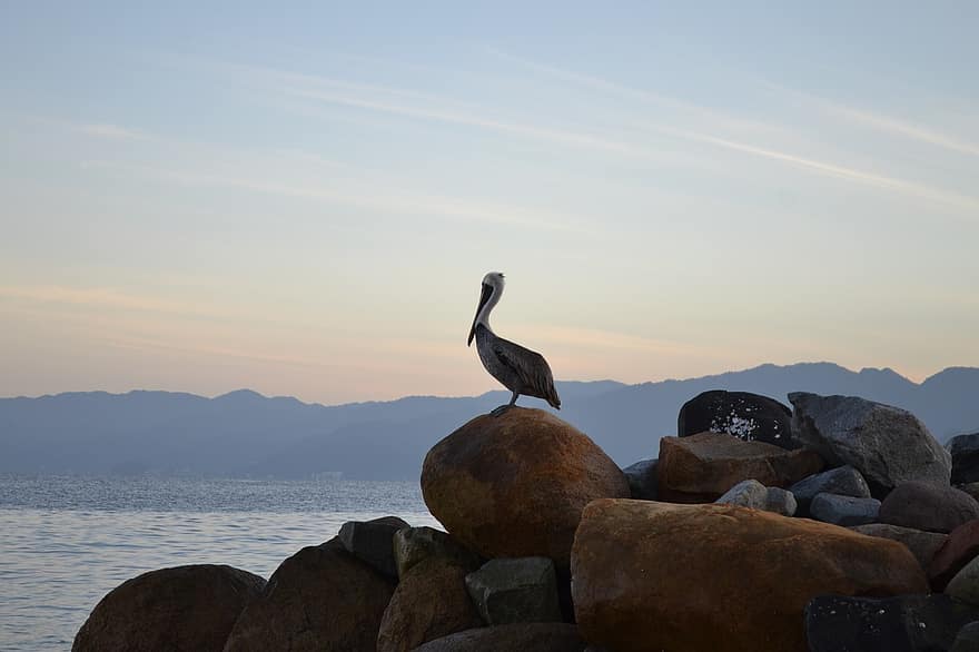 pássaro, pelicano, rochas, mar, pedra, costa, céu, agua, natureza, animais selvagens, panorama