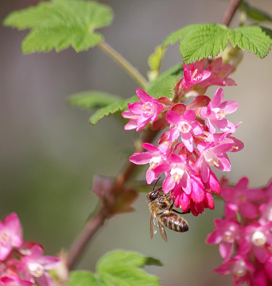 vaaleanpunaiset kukat, mehiläinen, pölytys, kukkii, hyönteinen, kevät, kasvisto, luonto, puutarha, lähikuva, kukka