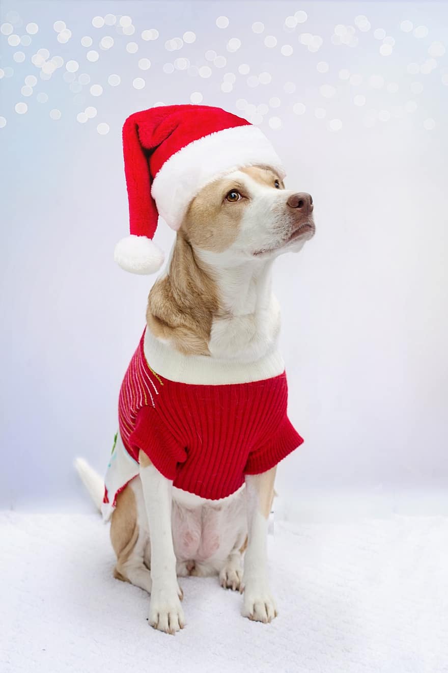 куче, костюм, Дядо, костюм на Санта, Санта шапка, портрет, портрет на куче, домашен любимец, кучешки, бозайник, животно