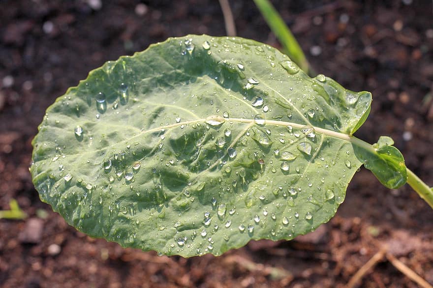 Collard, Leaf, Plant, Dew, Dewdrops, Wet, Vegetable, Leaf Vegetable, Green, Organic, Food