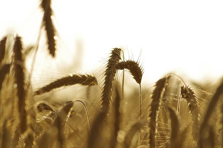 pšenice, pšeničné pole, obilí, ječmen, zemědělství, obilné pole, Příroda, pšenice špice, pole, orný, cereálie
