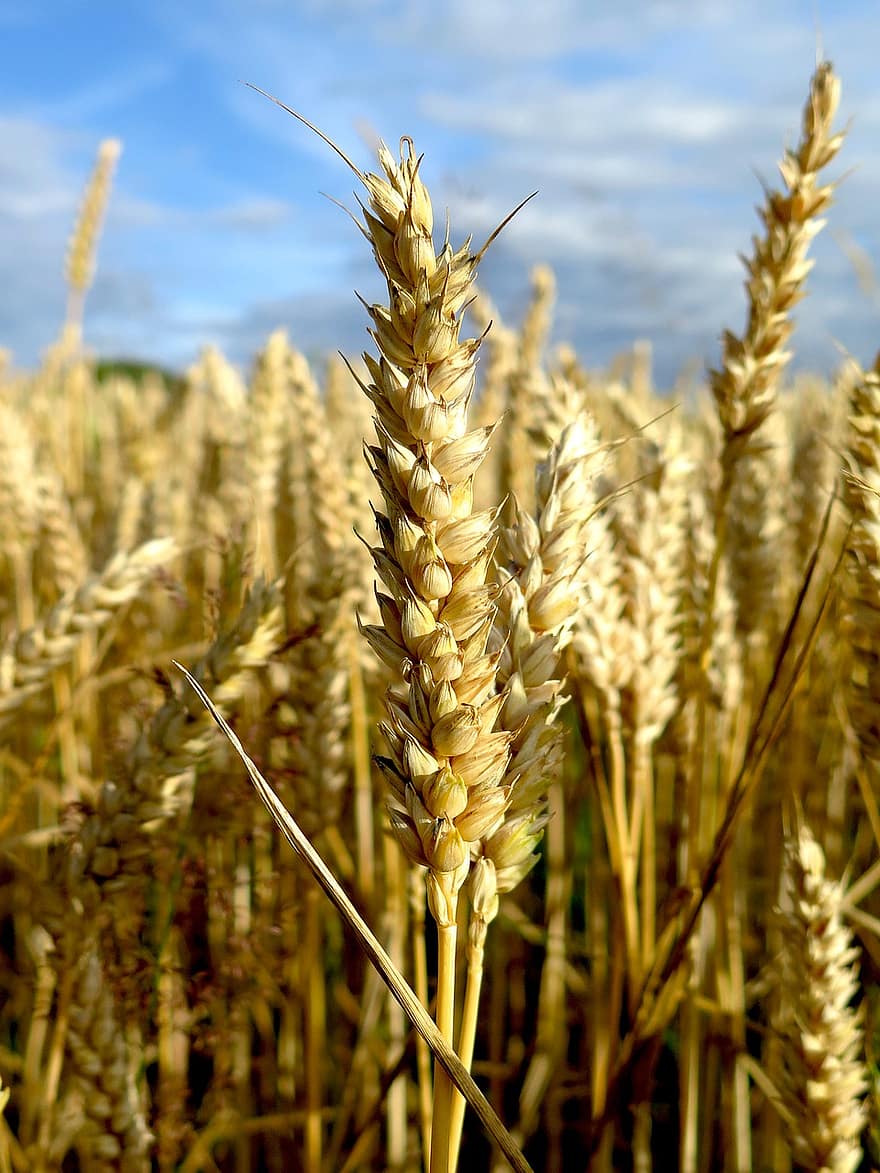 des céréales, oreille, blé, pointe, champ, Prairie, les plantes