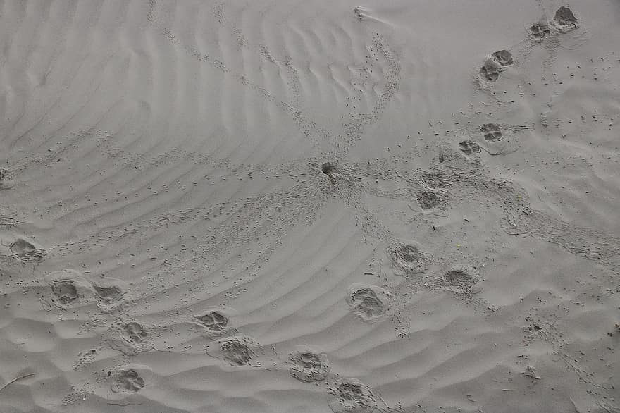 piasek, plaża, ślady ptaków, Natura, Wybrzeże, linia brzegowa