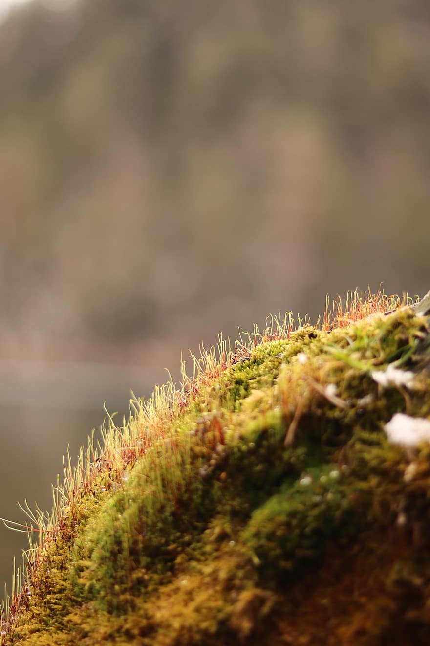 Moss, Nature, Flora, Growth, Forest
