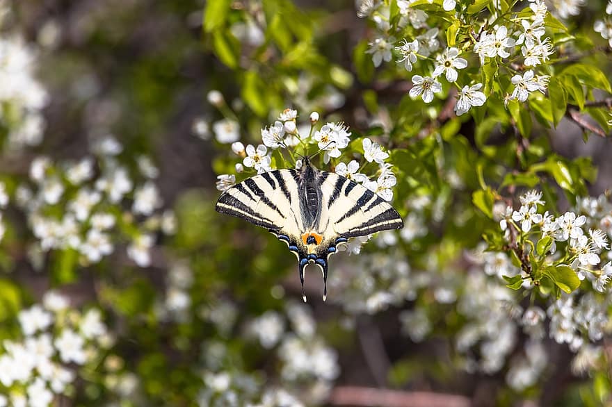 Scarce Swallowtail, Butterfly, Flowers, Insect, Wings, Plant, Garden, Nature, Closeup
