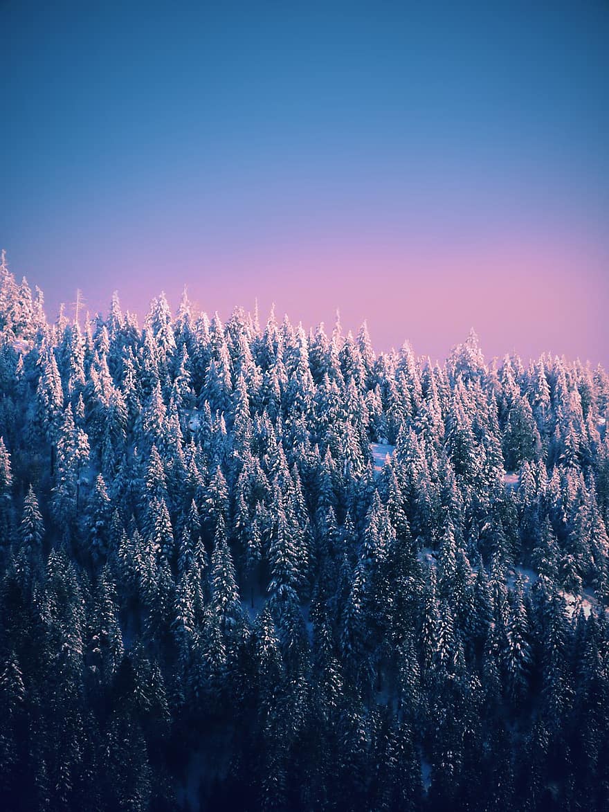 나무, 산, 눈, 겨울, 산등성이, 숲