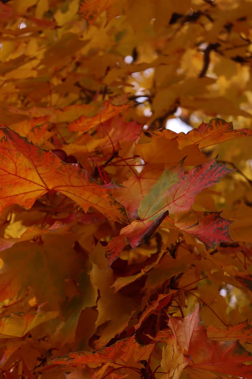 klon, jesień, odchodzi, listowie, jesienne liście, kolory jesieni, sezon jesienny, spadek liści, spadek kolorów, pomarańczowe liście, las