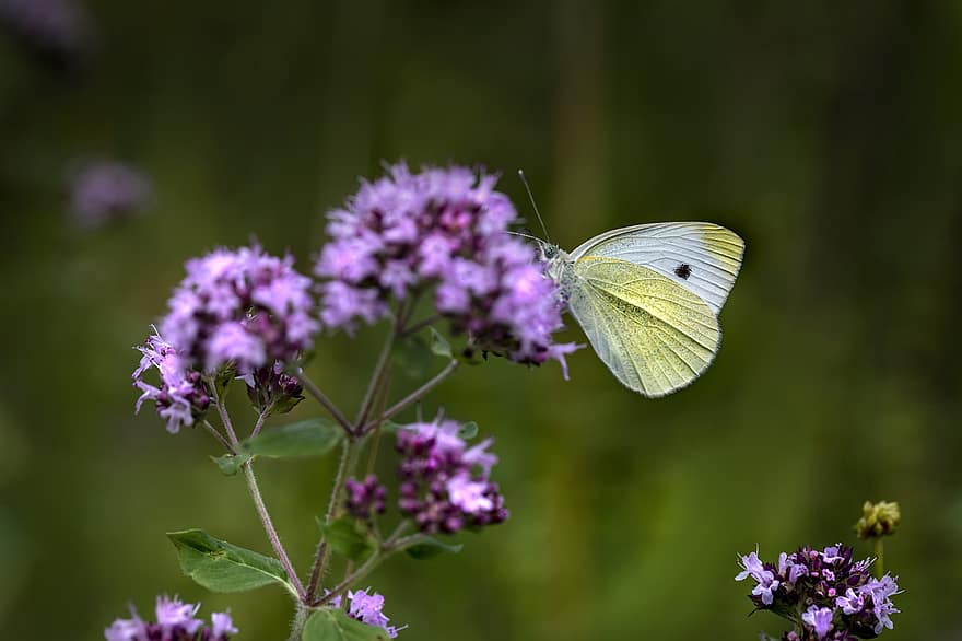 stor hvit sommerfugl, sommerfugl, blomster, kål sommerfugl, insekt, vinger, Lepidoptera, pollinering, anlegg, natur