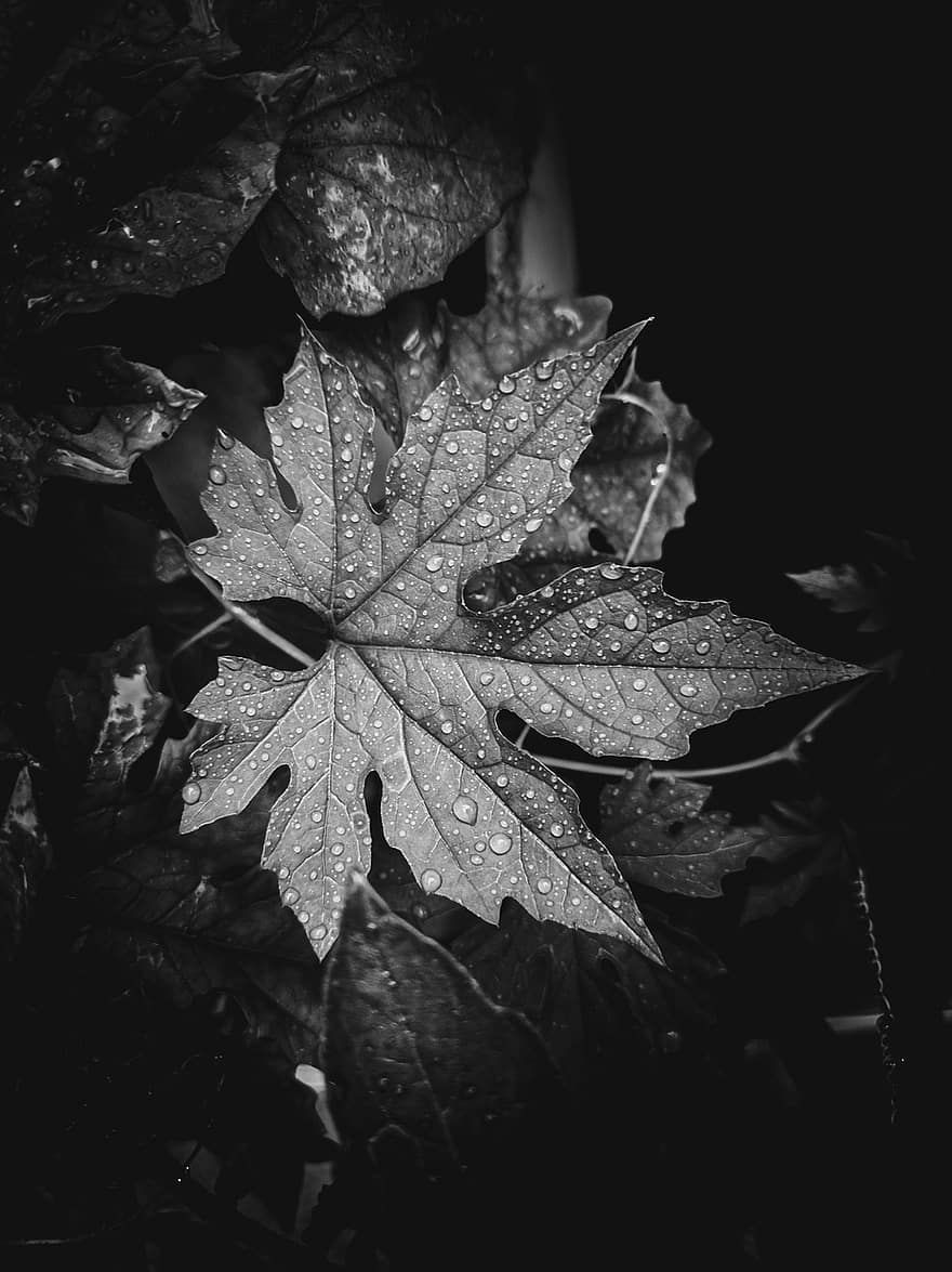 feuilles, feuillage, pluie, Jour de pluie, Saison des pluies