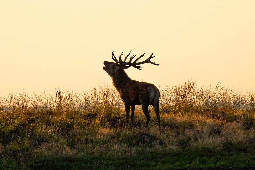 Red Deer, Deer, Animal, Mammal, Wild Animal, Wildlife, Antlers, Nature, Forest, Wilderness, Fauna