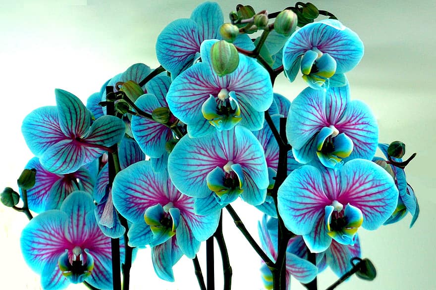 orhidee, flori, albastru, inflori, a inflori, natură, plante, tropical, a închide, petale, exotic