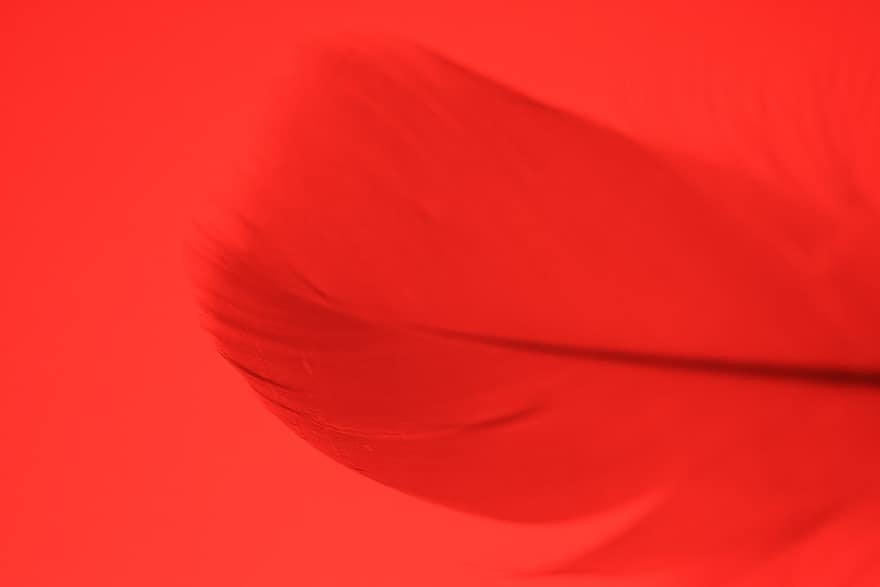 Feather, Background, Creativity, Element, Macro, pattern, close-up, abstract, backgrounds, fragility, flying