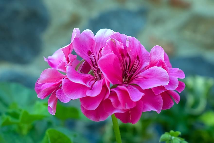 bunga-bunga, bunga-bunga merah muda, berkembang, mekar, kelopak merah muda, kelopak, flora, pemeliharaan bunga, Hortiukultura, botani, alam