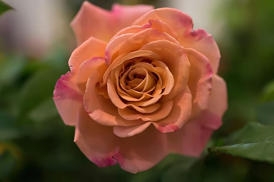 τριαντάφυλλο, λουλούδι, κήπος, γκρο πλαν, πέταλο, φύλλο, φυτό, κεφάλι λουλουδιών, καλοκαίρι, ροζ χρώμα, άνθος