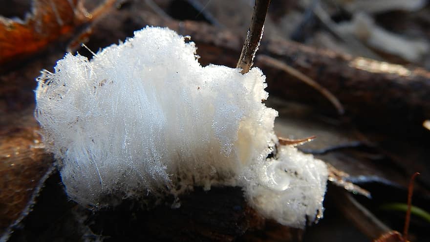 Capelli di ghiaccio, inverno, umidità, natura, foresta, boschi, funghi, bianca, Candido, avvicinamento, foglia