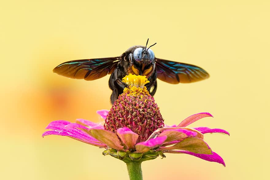 бджола, комаха, запилюють, запилення, квітка, крилате комаха, крила, природи, перетинчастокрилі, ентомологія, впритул