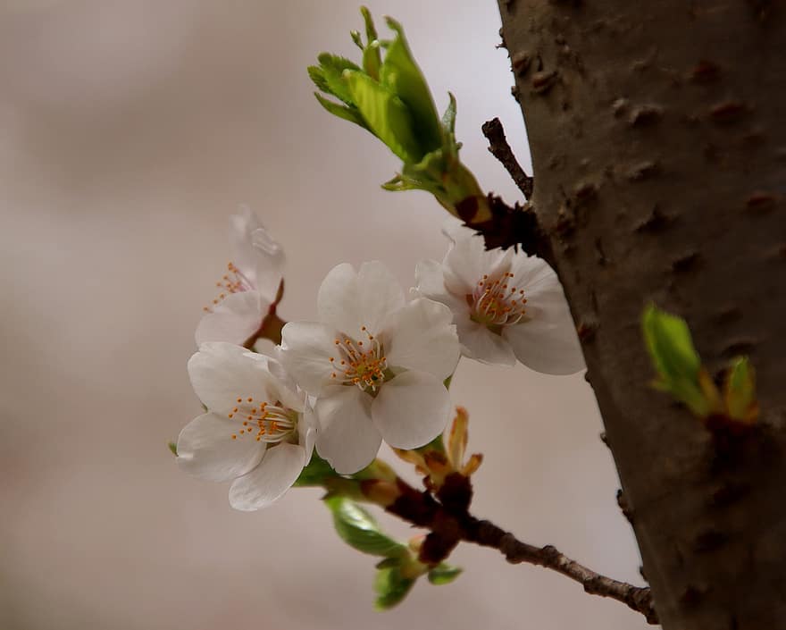 flores, flores de cerejeira, pétalas, ramo, florescimento, florescendo, sakura, flora, arvore Sakura, Primavera, temporada de primavera