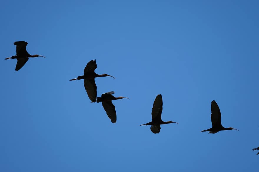 ibis, aves, rebaño, fauna silvestre, volar