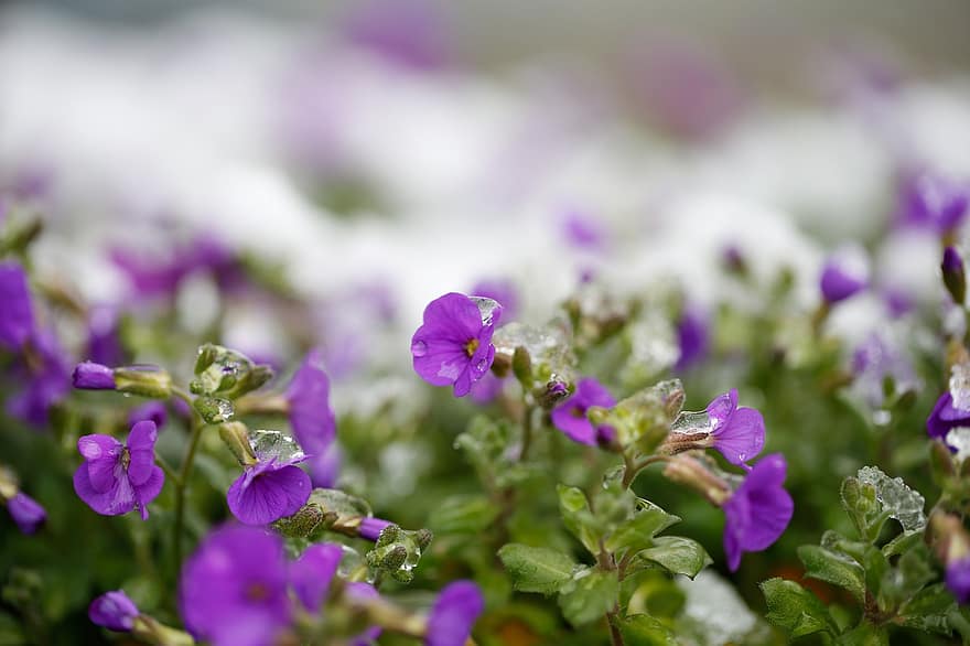 Common Purple Rock Cress, Flowers, Snow, Onset Of Winter, Ice, Frost, Plant, Petals, Bloom, Blossom, Spring