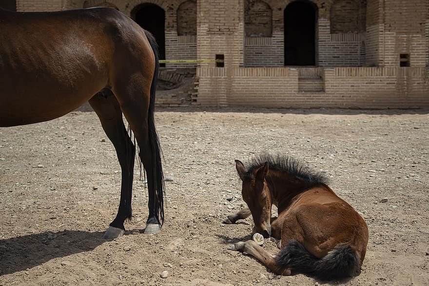 cavalls, poni, parc nacional de kavir, animals, província de qom, desert