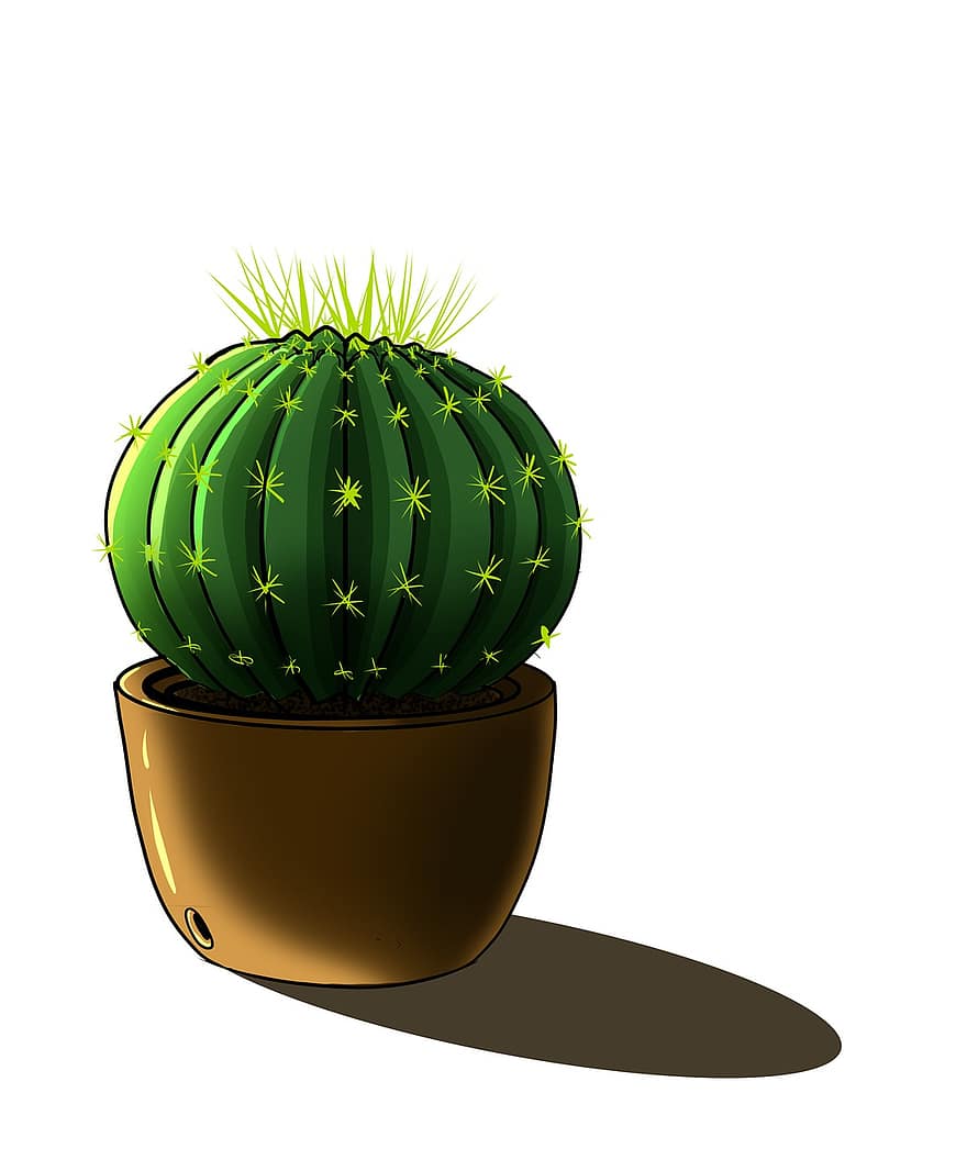 cactus, fabriek, plant in bloempot, natuur, indoorplants