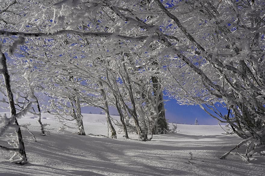 Forest, Nature, Winter, Snow, tree, landscape, season, ice, blue, frost, branch