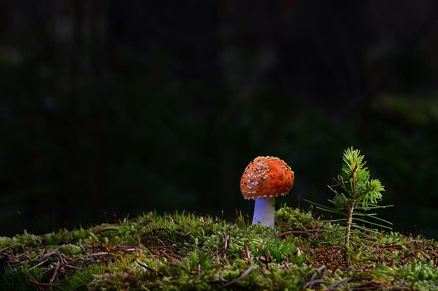 houba, rostlina, muchomůrka, mykologie, les, mech, divoký, detail, podzim, sezóna, muchomůrka houba