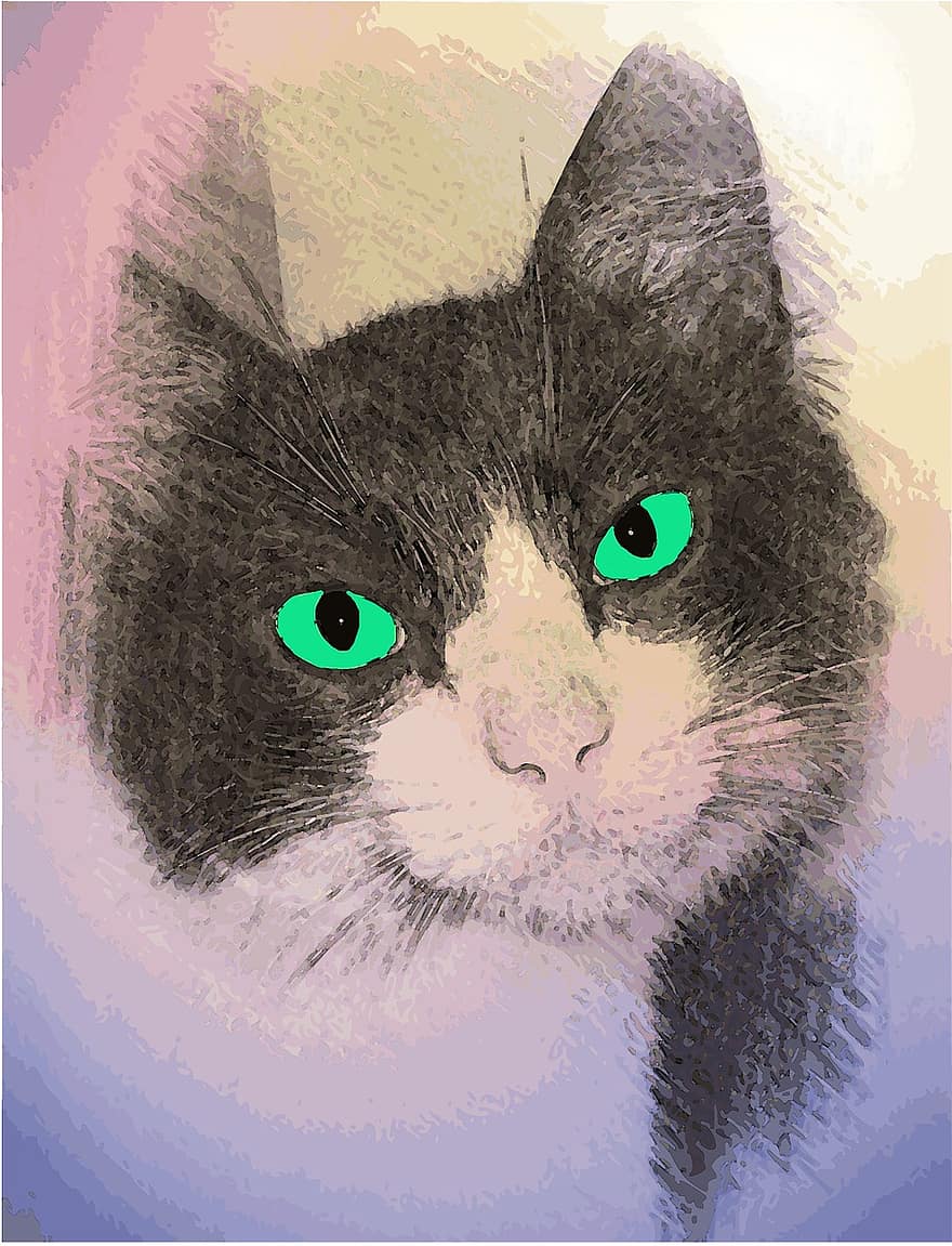 Γάτα, των ζώων, αιλουροειδής, κατοικίδιο ζώο, το πρόσωπο της γάτας, τα μάτια της γάτας, κατοικίδια, gatão, μάτια, χαριτωμένος, μαύρο και άσπρο