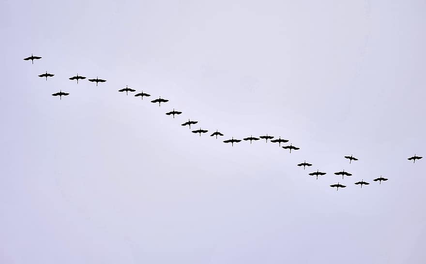 Migracja ptaków, żurawi